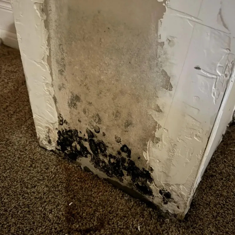 Professional Mold Removal in Hendron, KY